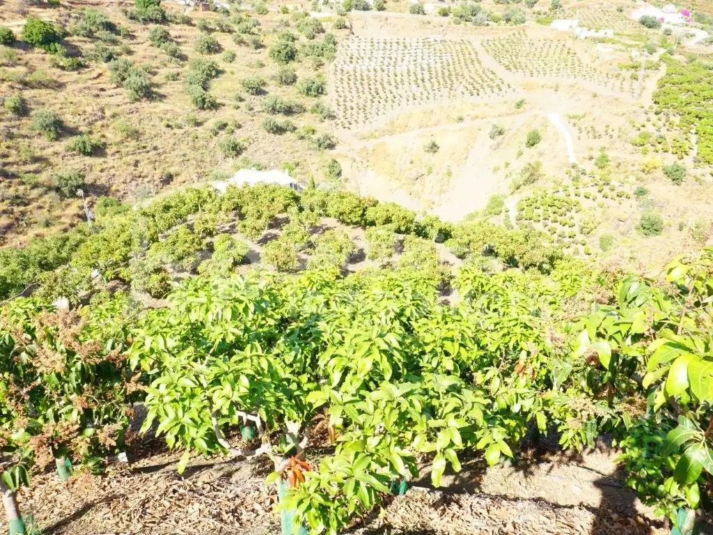 Finca rústica en venda a Diseminados Cortijo Lagar Del Rio (Diseminado), Centro Histórico