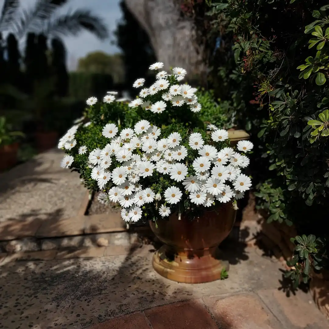 Garden of Houses for sale in Vilanova i la Geltrú