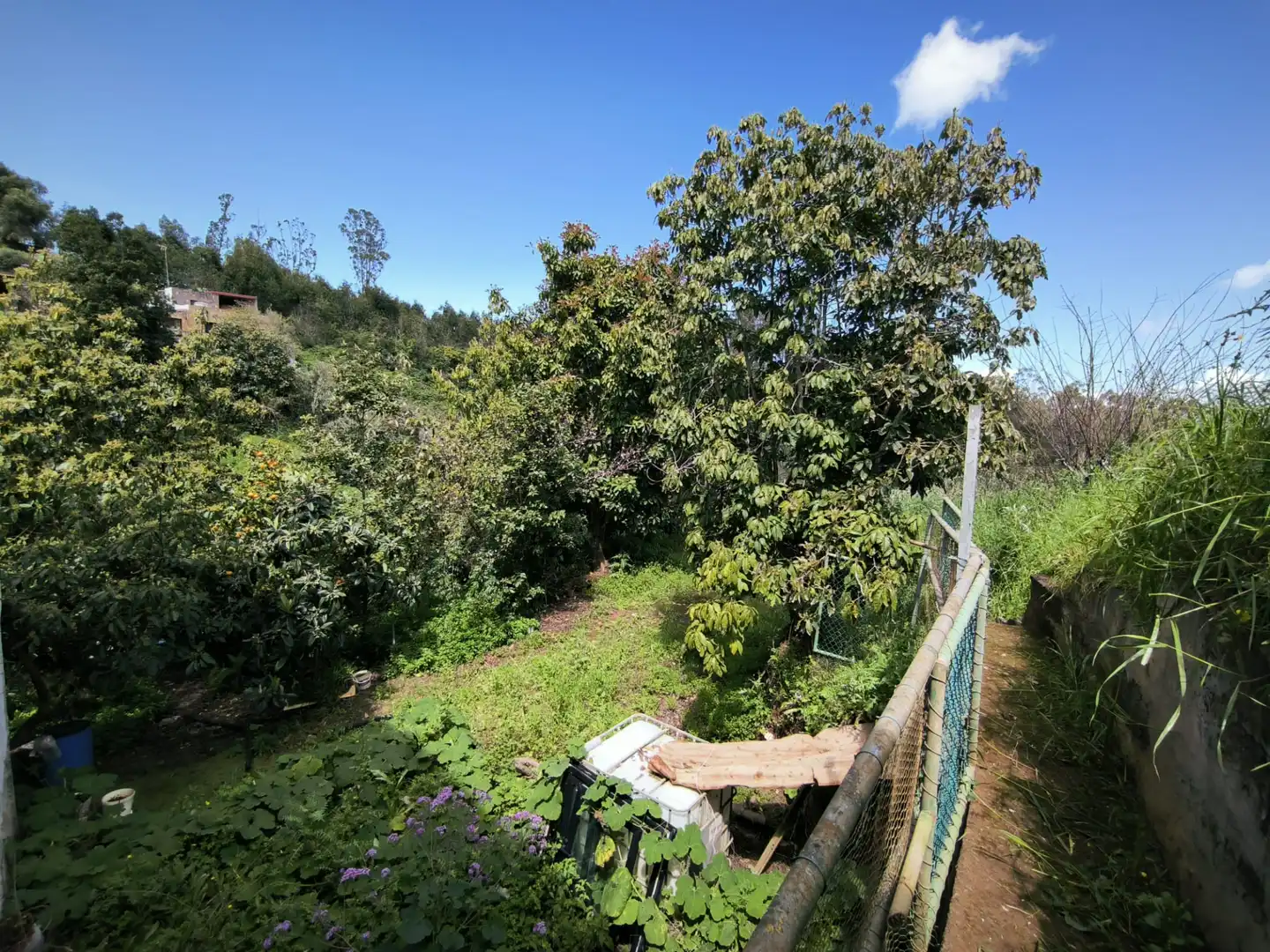 Jardín de Finca rústica en venta en Moya (Las Palmas)