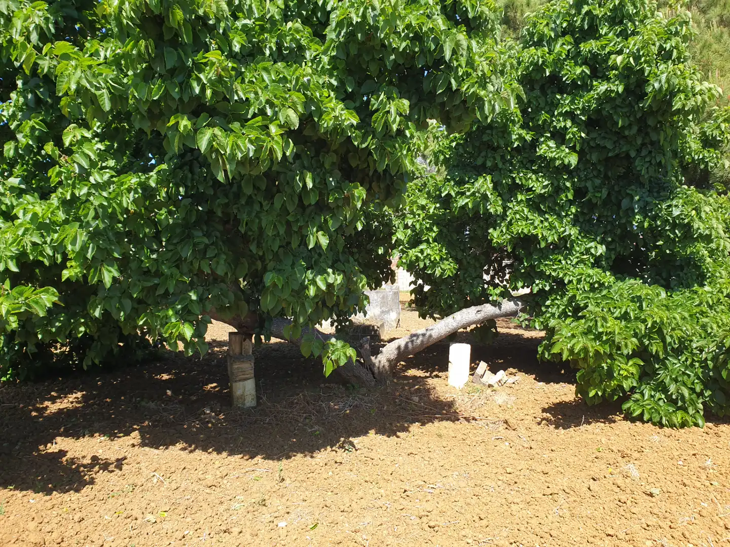Terrenys i solars en venda a Pelagatos - Pago del Humo, imagen 5