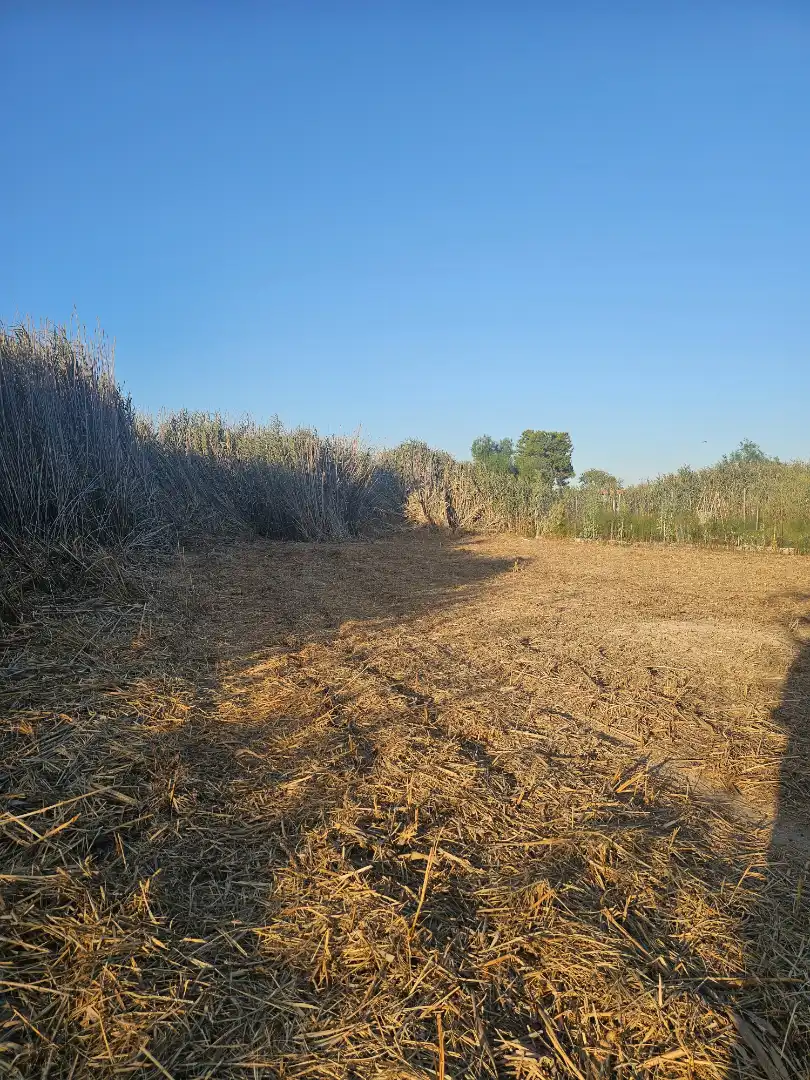 Terreny rústic en venda a Ceutí, imagen 7