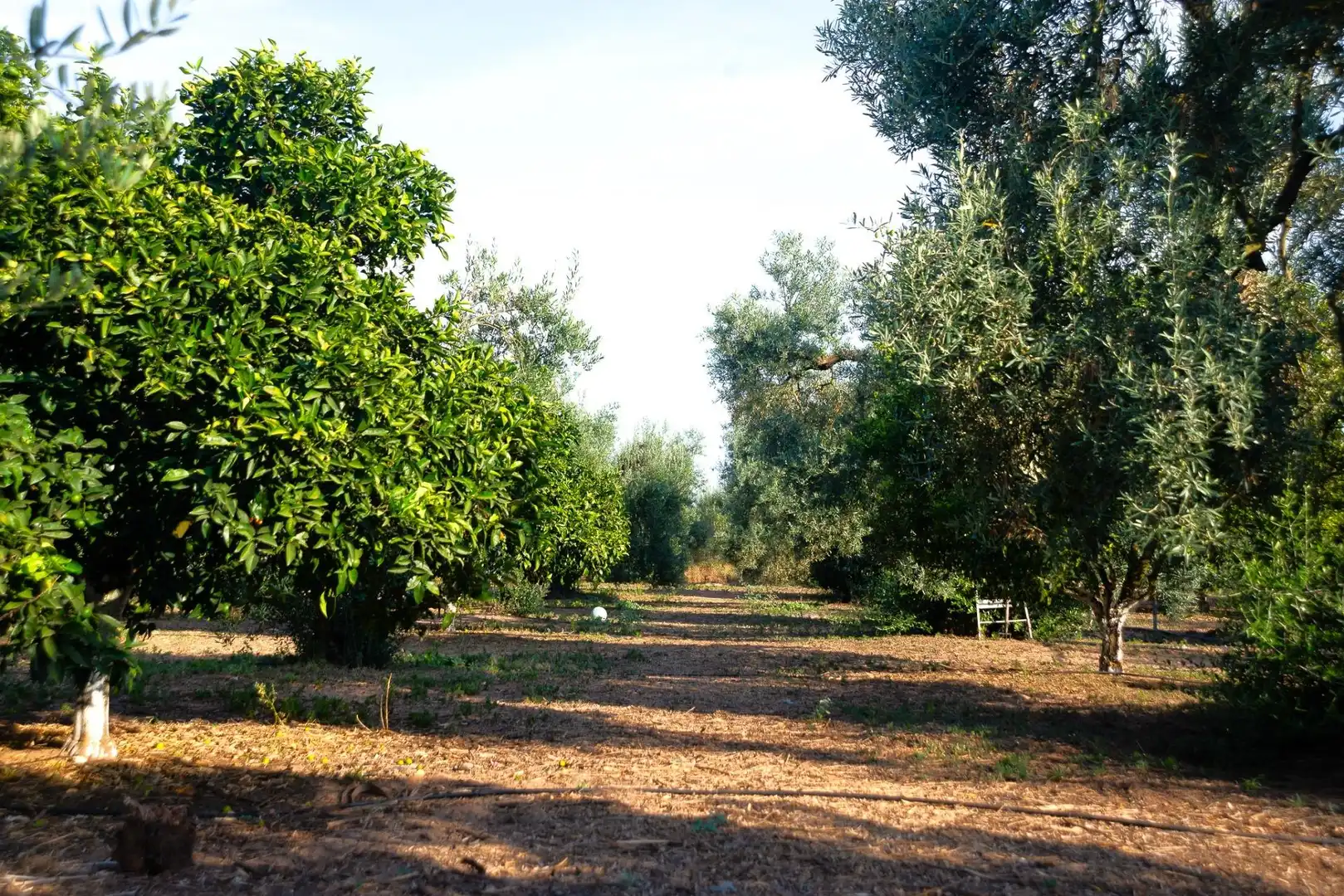 Jardín de Casa o chalet en venta en Pilas con Jardín privado y Piscina