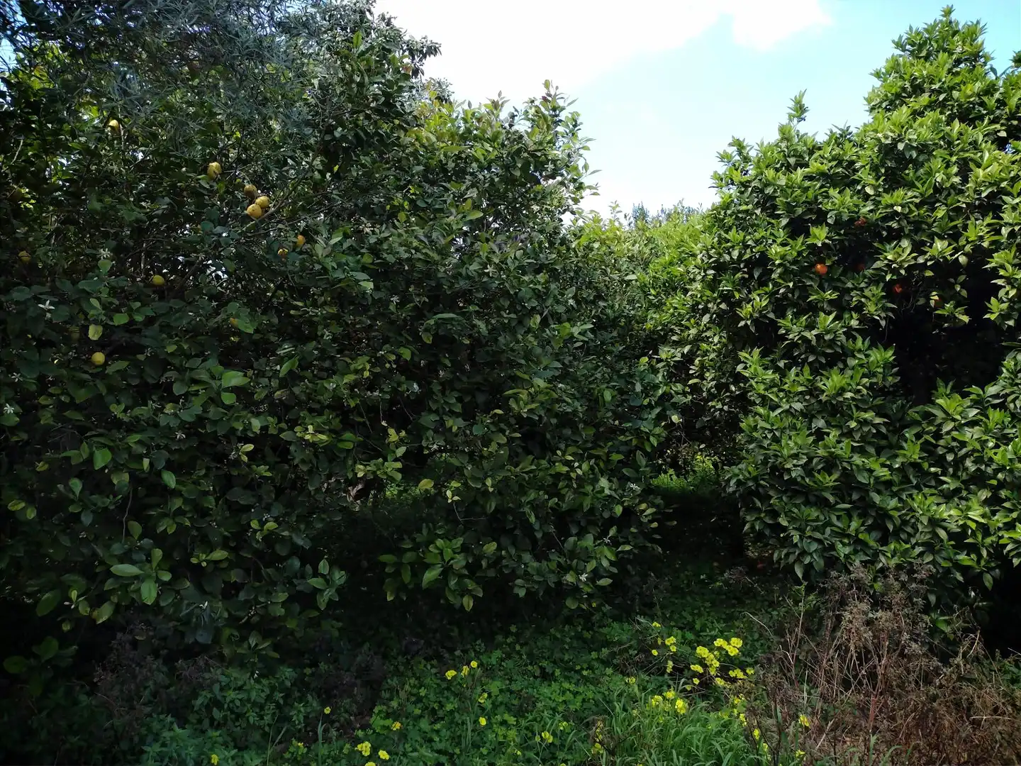 Country homes for sale in Murcia