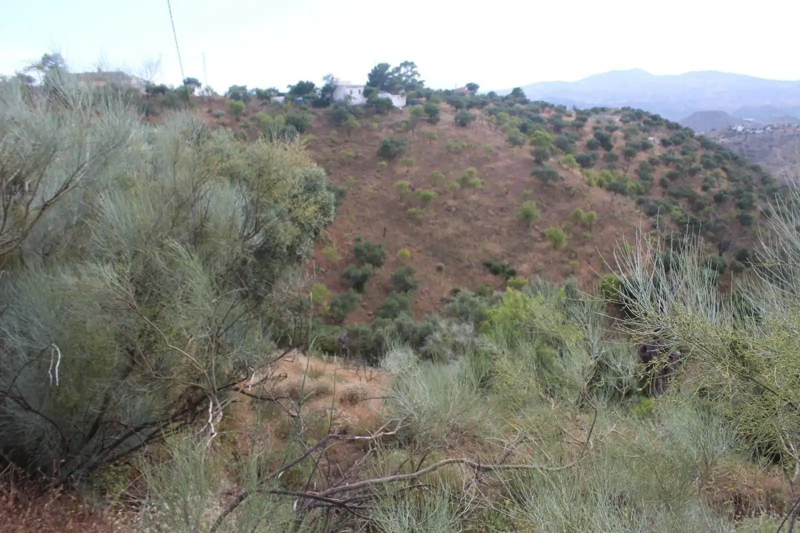 Finca rústica en venda en Almogía