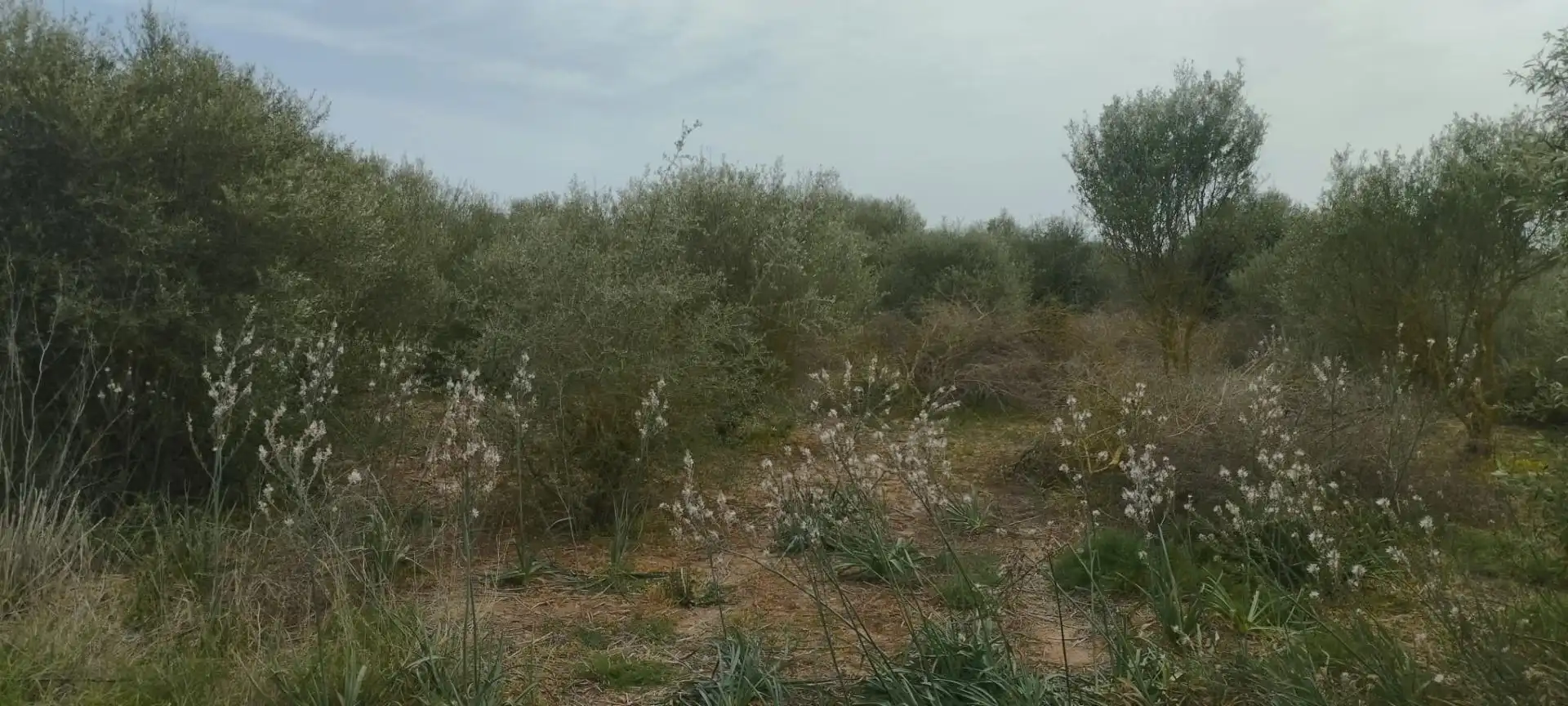 Rural land for sale in Felanitx Poble