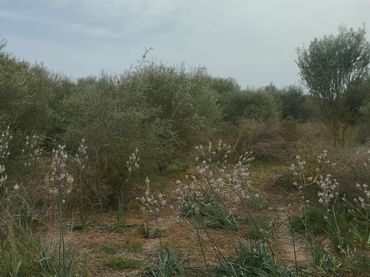 Rustikales Grundstück zum Verkauf in Felanitx Poble