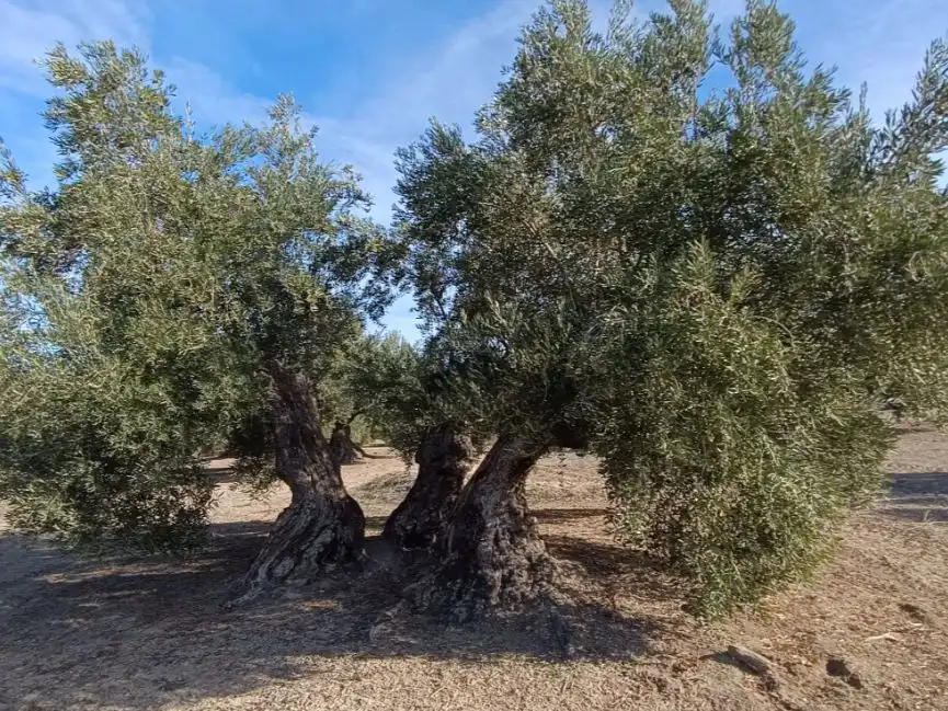 Land for sale in Baeza