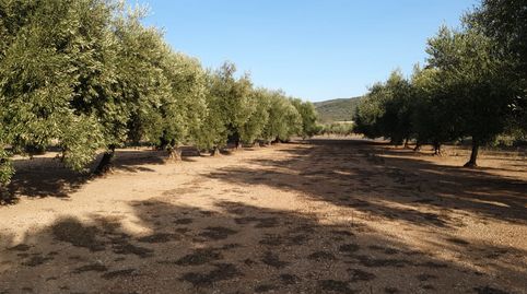 Finca de olivos con agua, immagine 2