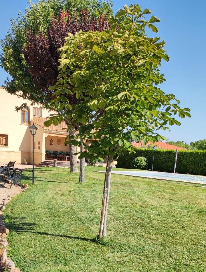 Jardí de Casa o xalet en venda en  Albacete Capital amb Aire condicionat, Calefacció i Jardí privat
