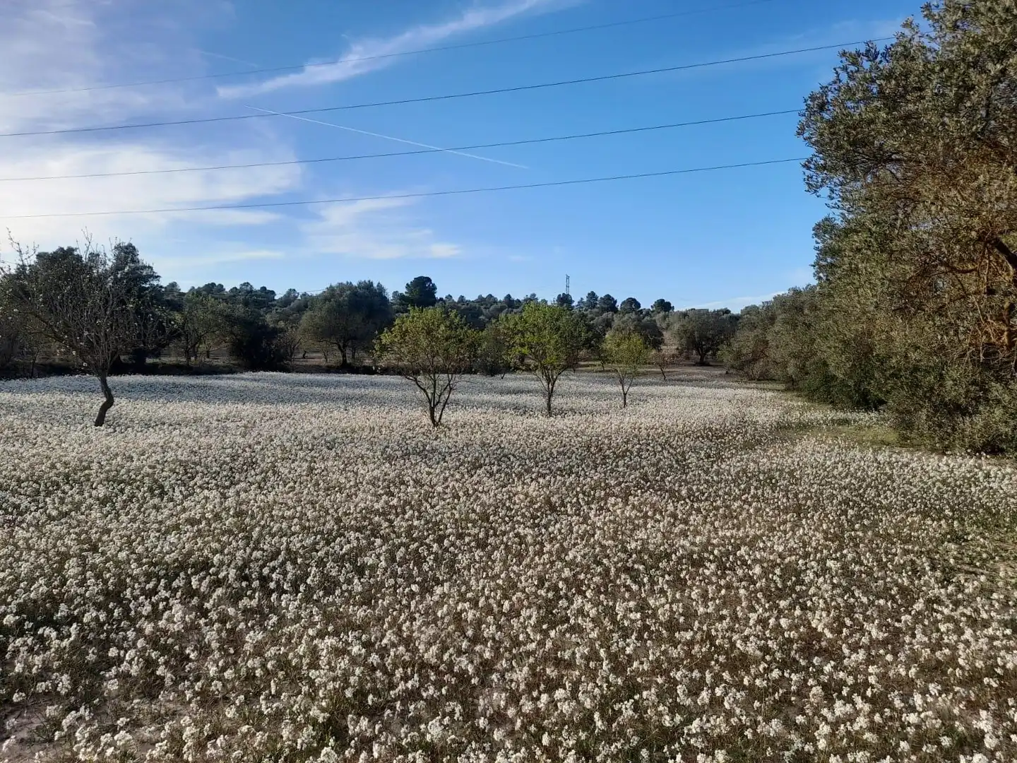 Rural land for sale in Ascó, imagen 16