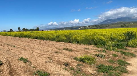 FINCA EN FUENSANTA, immagine 3
