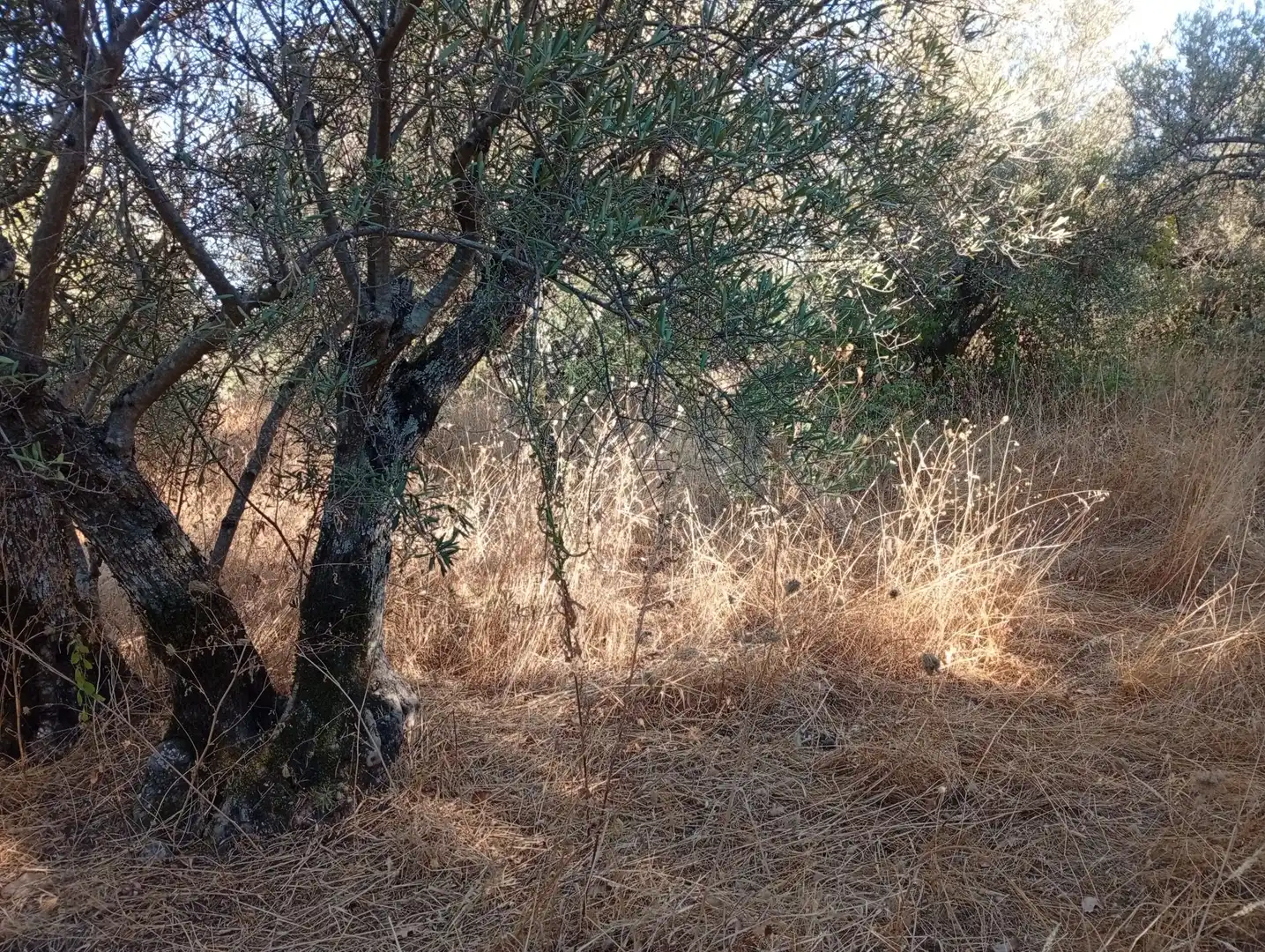 Terreni e lotti in vendita a Villanueva de la Vera, imagen 30