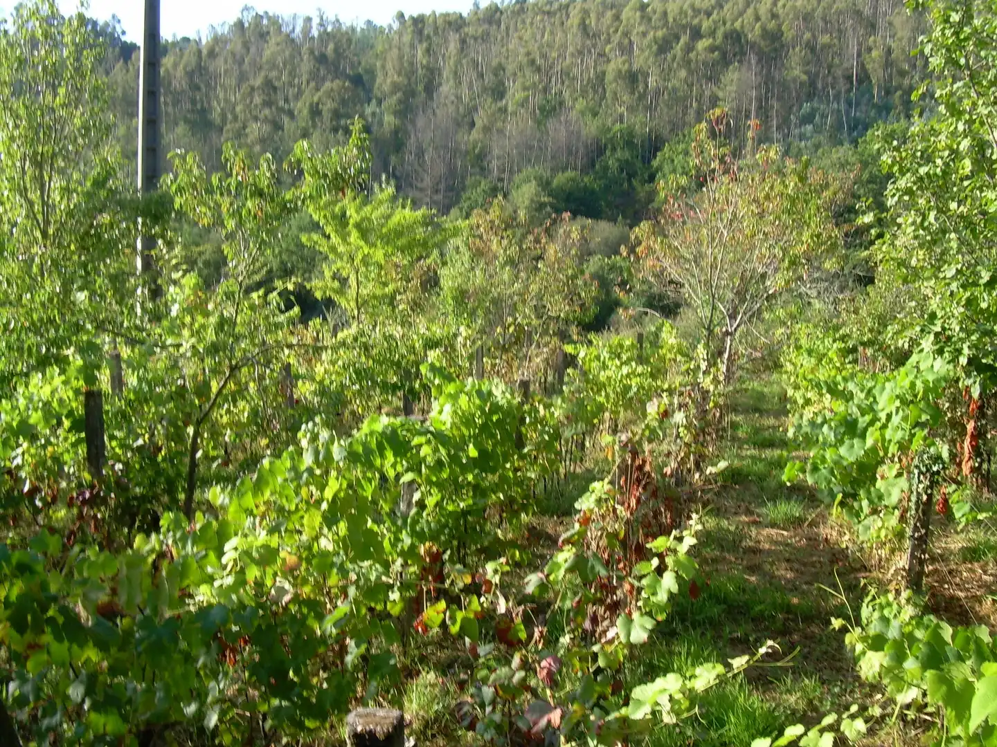 Terreny rústic en venda a A Cañiza, imagen 12