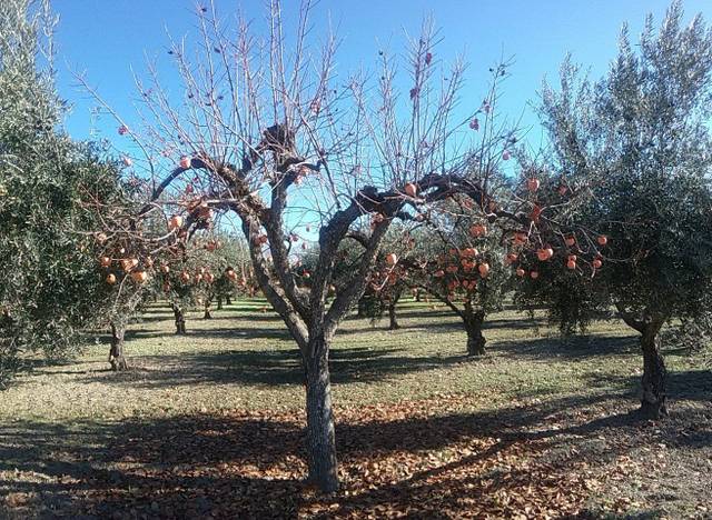 Finca rústica en Venta en La Zubia Ciudad