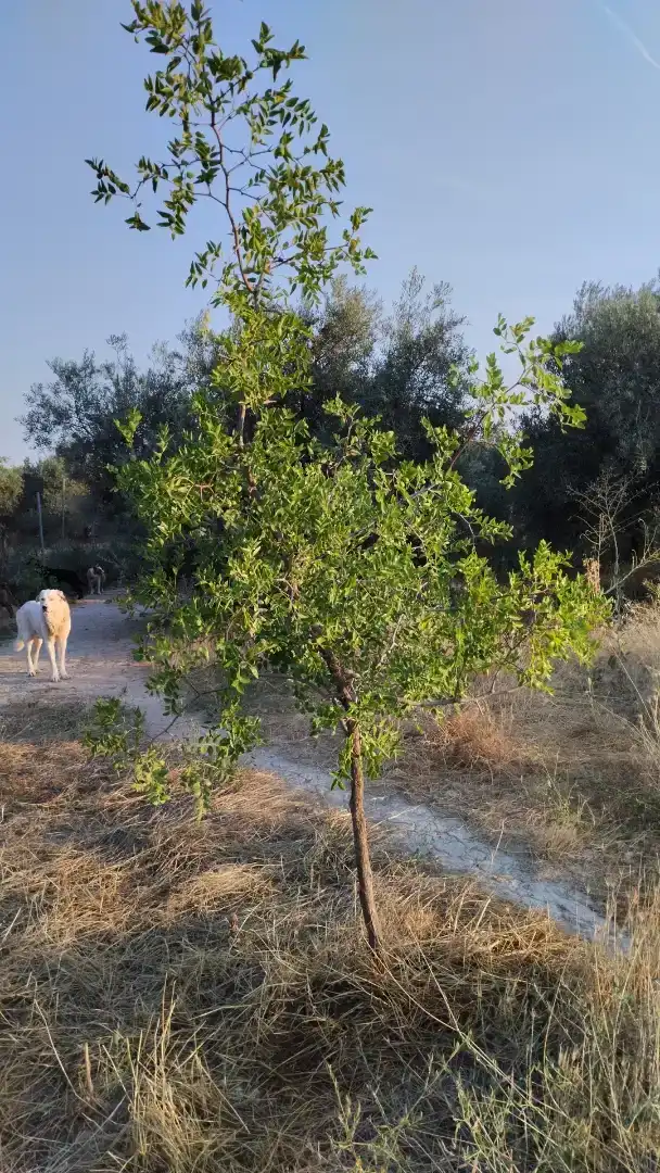 Finca rústica en venda en Santa Fe amb Aire condicionat