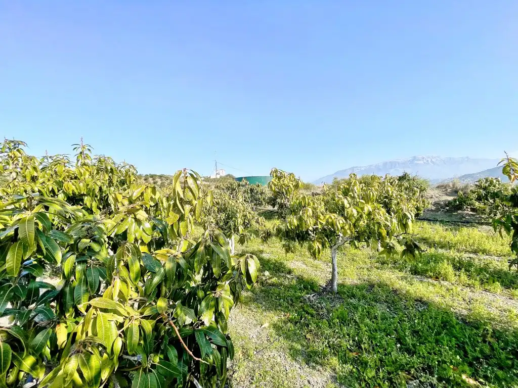 Casa rústica amb jardí en venda a Vélez-Málaga ciudad, imagen 35