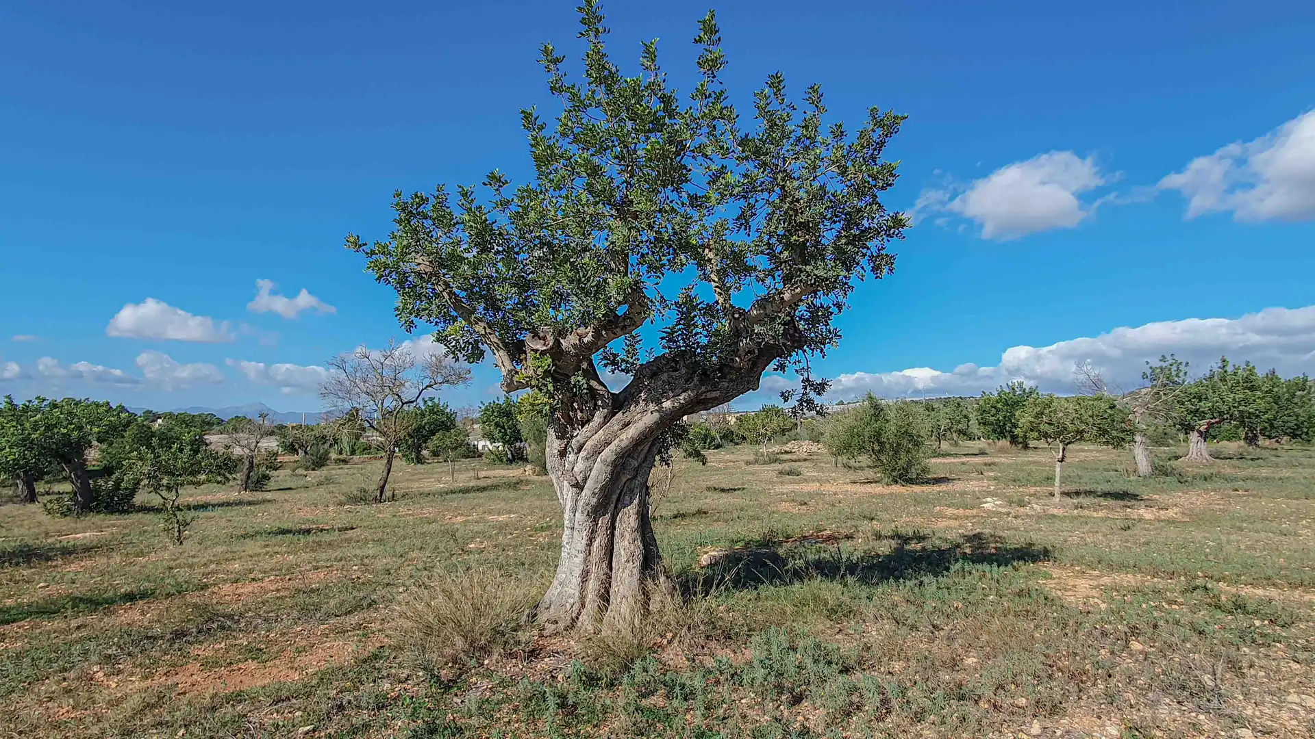 Finca rústica en venda en  Palma de Mallorca amb Jardí privat, Terrassa i Traster