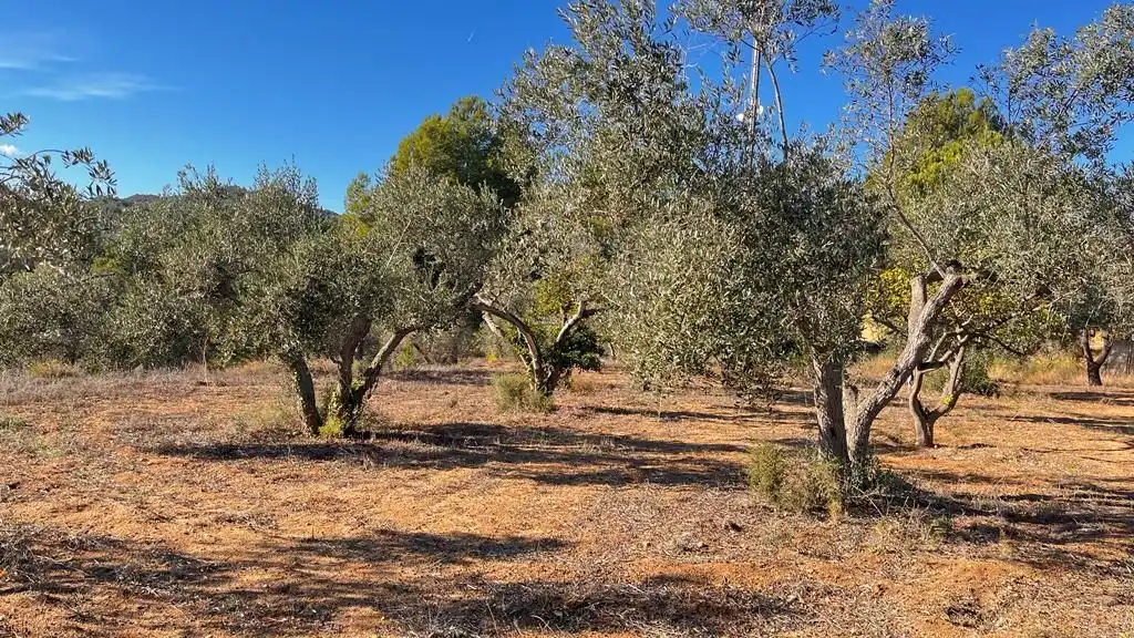 Grundstücke zum Verkauf in Carrer del Dimecres, Riudecanyes