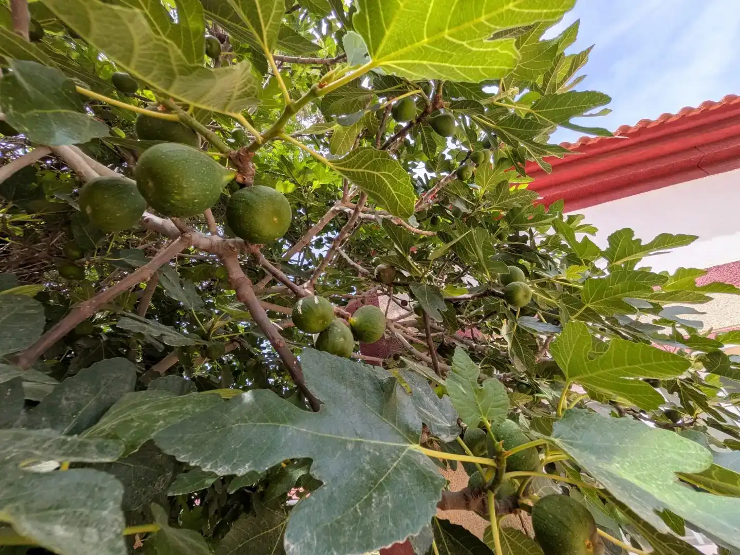 Jardí de Casa o xalet en venda en  Murcia Capital amb Aire condicionat, Terrassa i Balcó
