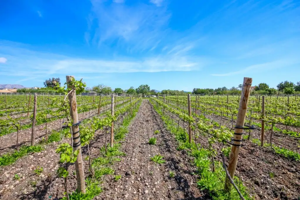 Vista exterior de Finca rústica en venda en Alcúdia amb Aire condicionat, Calefacció i Jardí privat