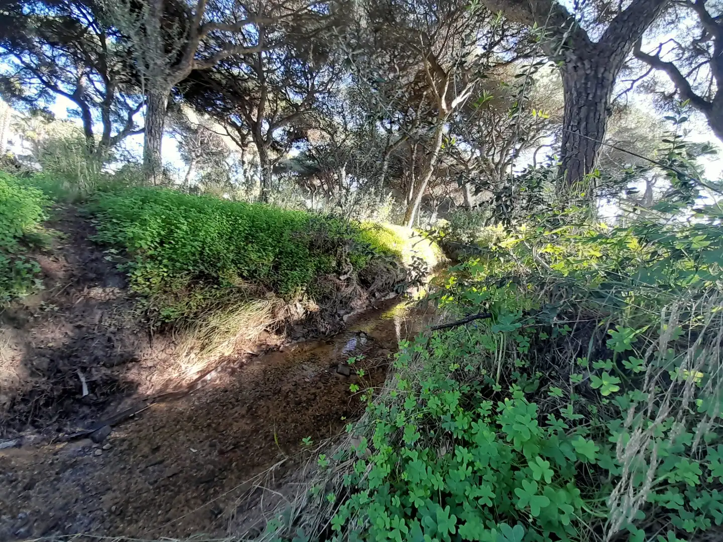 Residential land for sale in Pinar de la villa 120, imagen 6