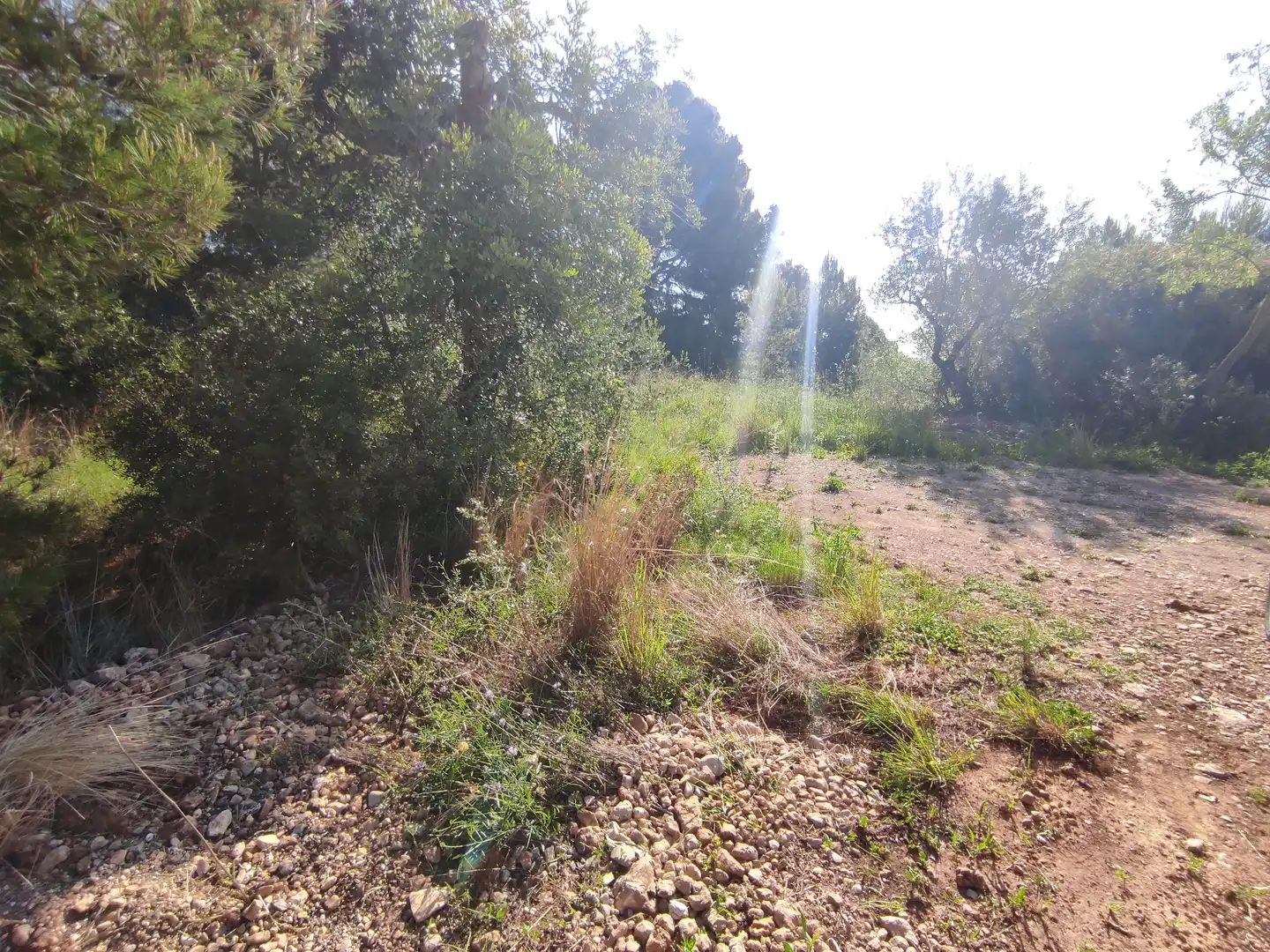 Rural land for sale in Alcanar, imagen 12