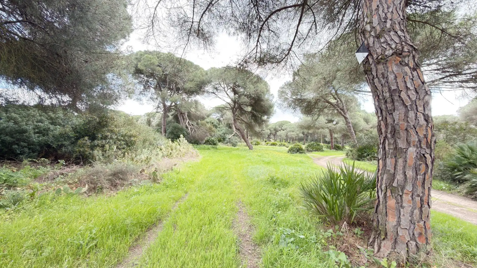 Finca rústica en venta en Punta Umbría