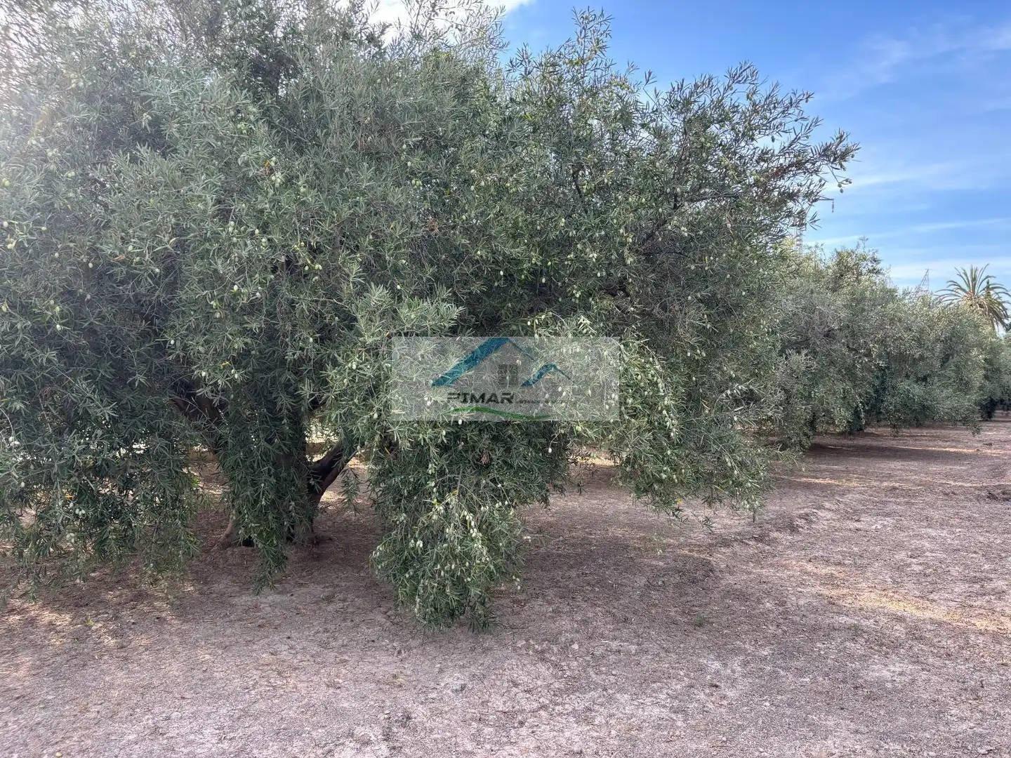 Residential for sale in Elche / Elx