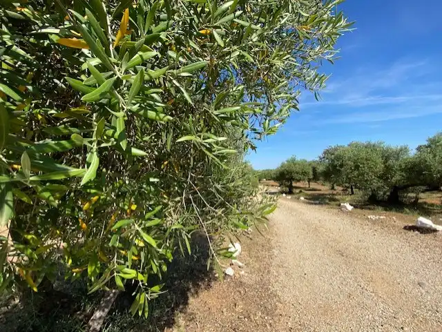 Terreni e lotti in vendita a Villanueva del Río y Minas, imagen 31