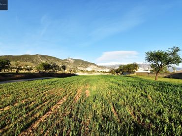 Terreno rustico in vendita a Padul