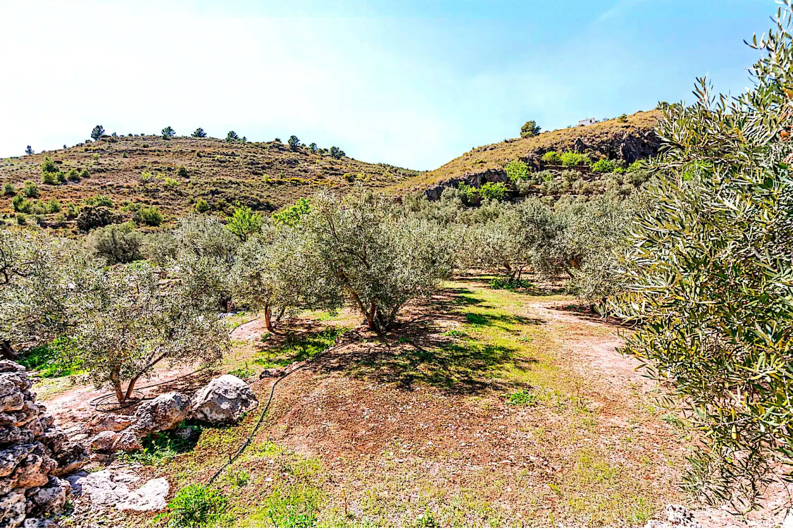 Terrain rustique à vendre à El Pinar, imagen 19