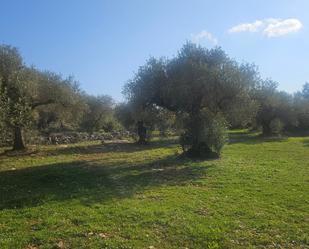 Land for sale in Cervera del Maestre