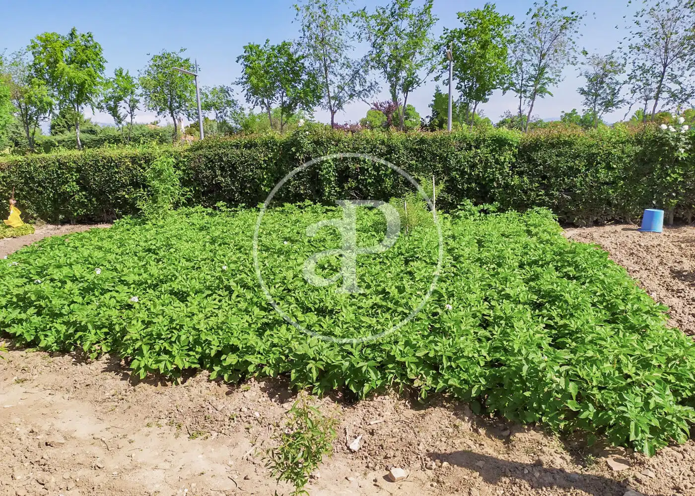 Casa o xalet en venda en Fuente El Saz de Jarama amb Calefacció, Jardí privat i Terrassa