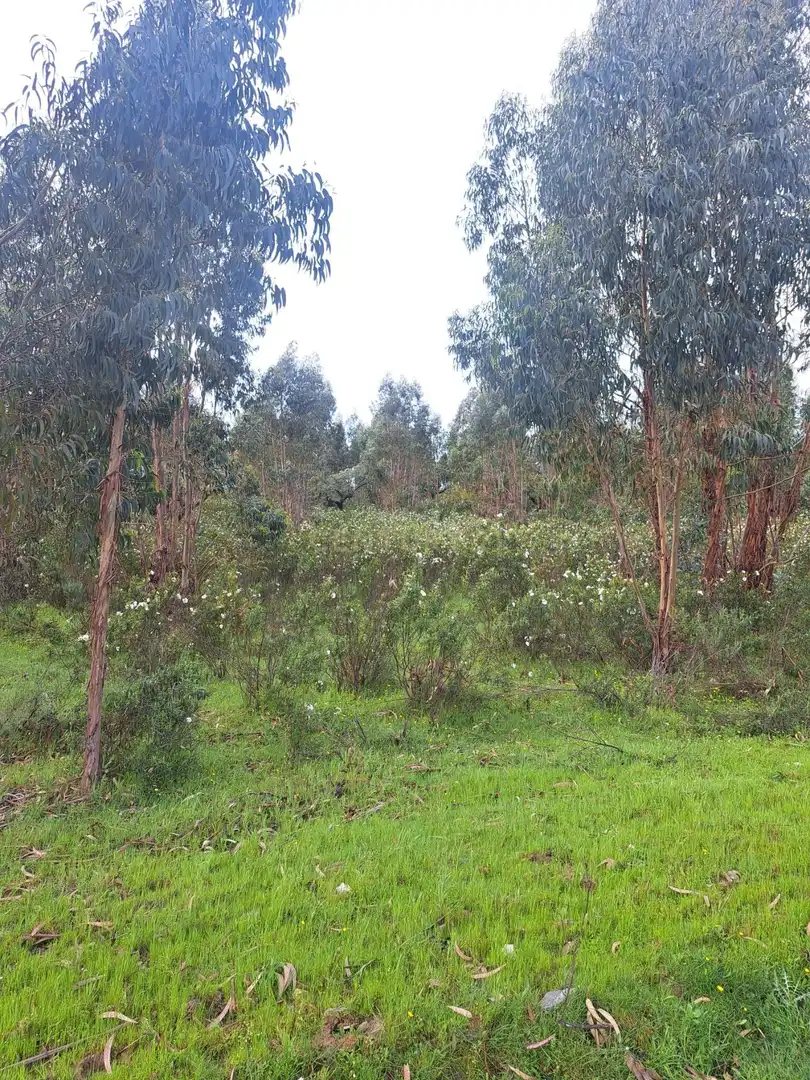 Terreno en venta en Herrera de Alcántara