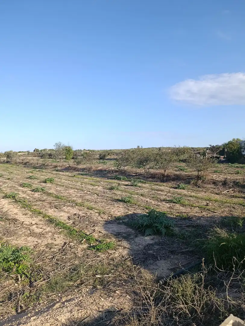 Terrain rustique à vendre à La Marina, imagen 5