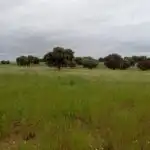 Rural land for sale in Topas, imagen 6