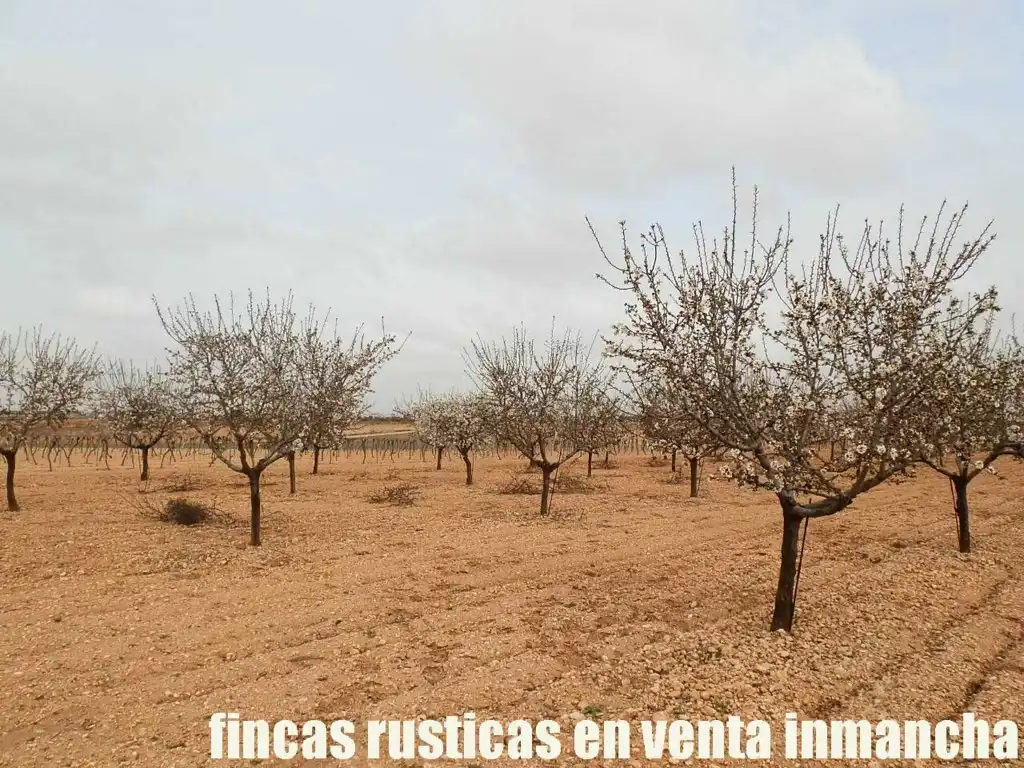 Terreno rustico in vendita a Alcázar de San Juan, imagen 2