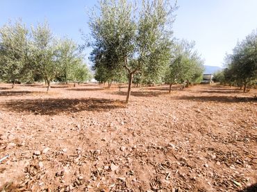 Terreno rustico in vendita a Berja