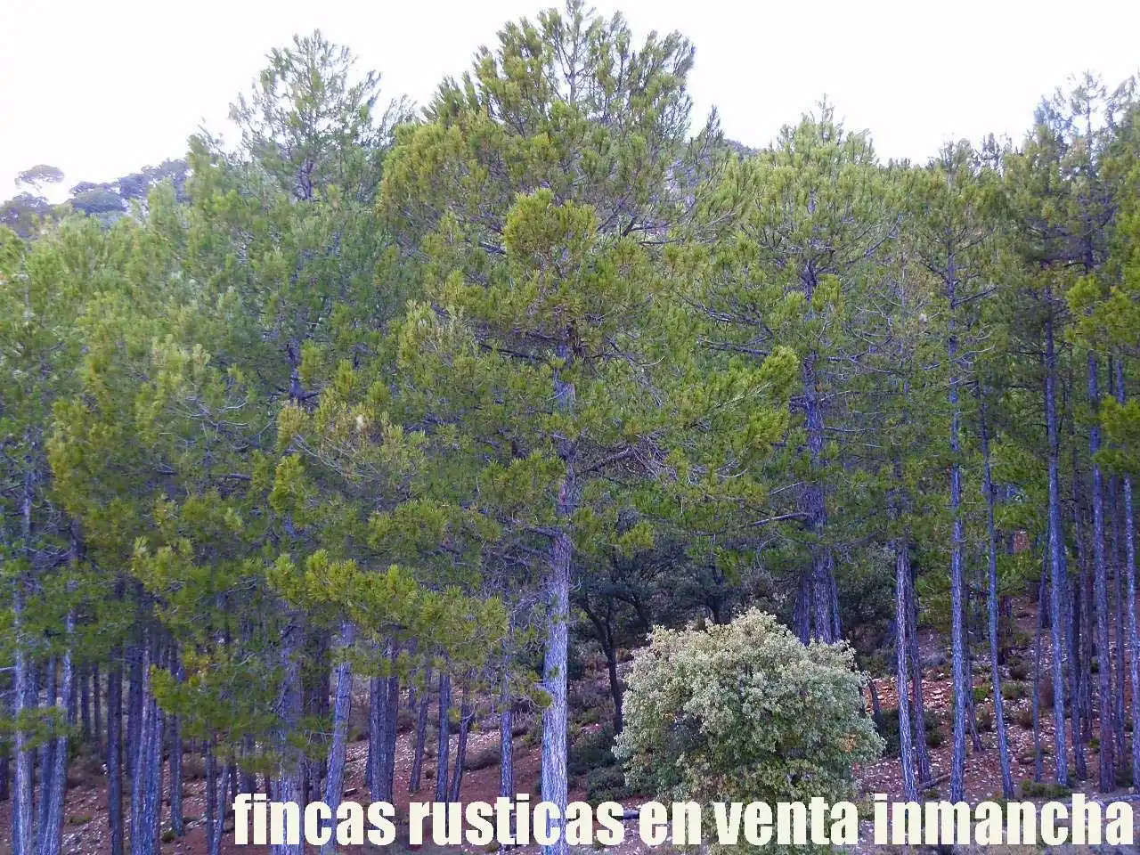 Terreno rústico en venta en Nerpio, imagen 6