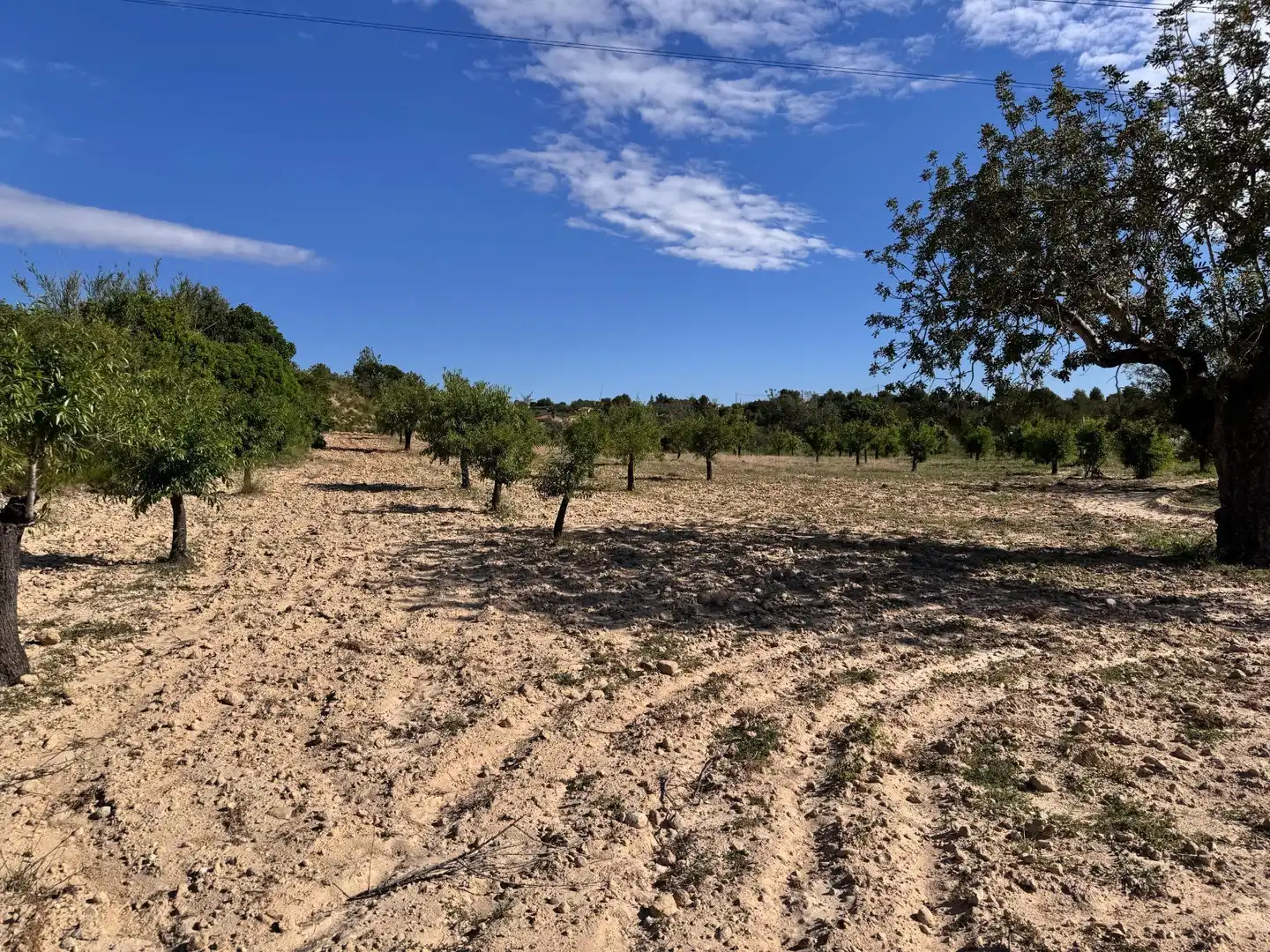 Land for sale in Polígono 26 Parcela 21 CASA BLANCA-BARBETA. TORRE, 26, Poligono Mas del Jutge