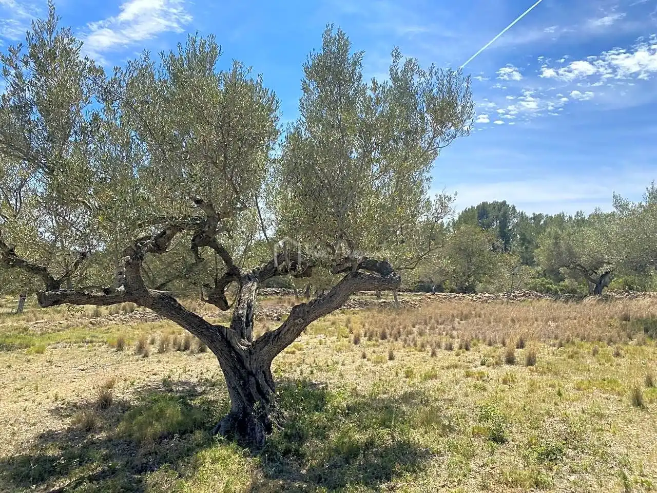 Terreno rustico in vendita a Mas de Baralluga, imagen 16