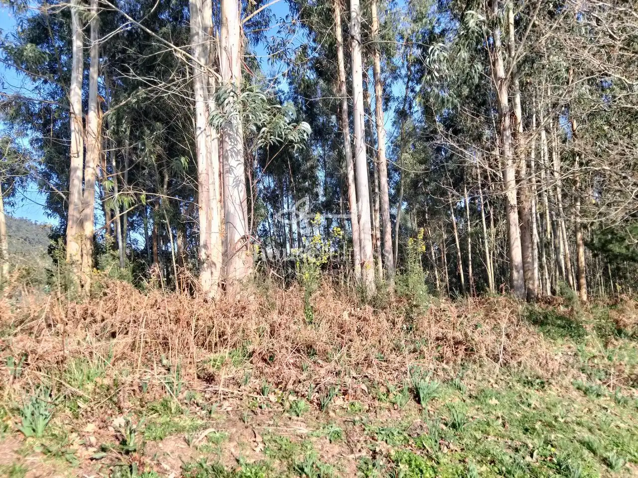 Terreni e lotti in vendita a Miño, imagen 5