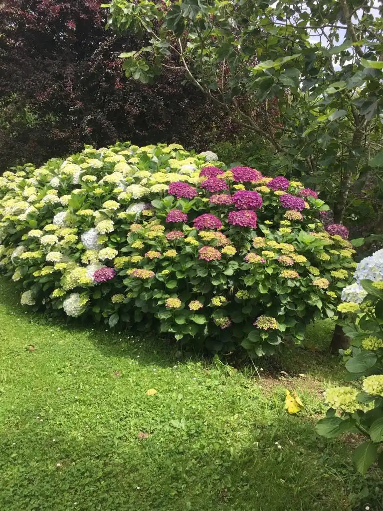 Garden of Houses for sale in Navia  with Private garden and Storage room