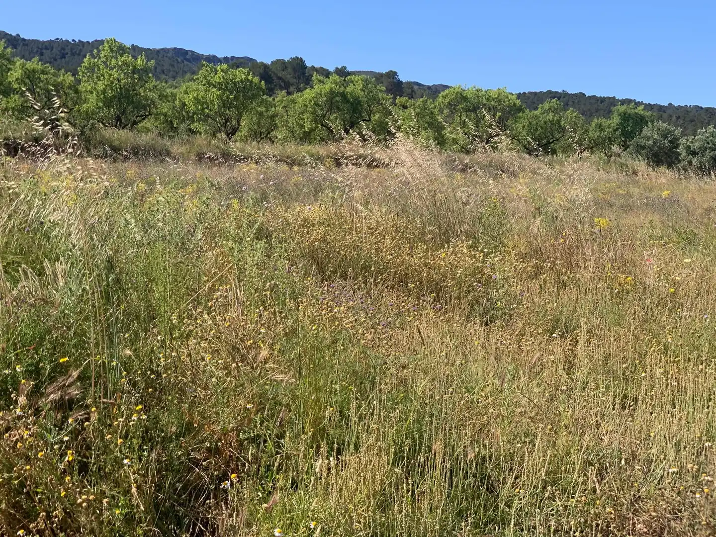 Terreno rustico in vendita a Corbera d'Ebre, imagen 12