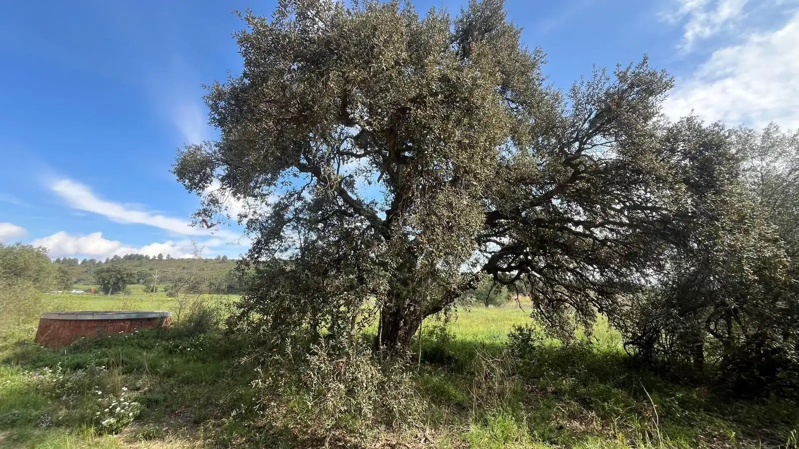 Terreny rústic en venda a Sant Climent Sescebes, imagen 4