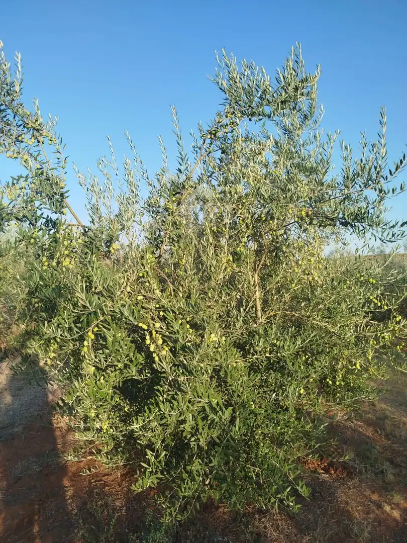 Terreno rustico in vendita a Oeste, imagen 6