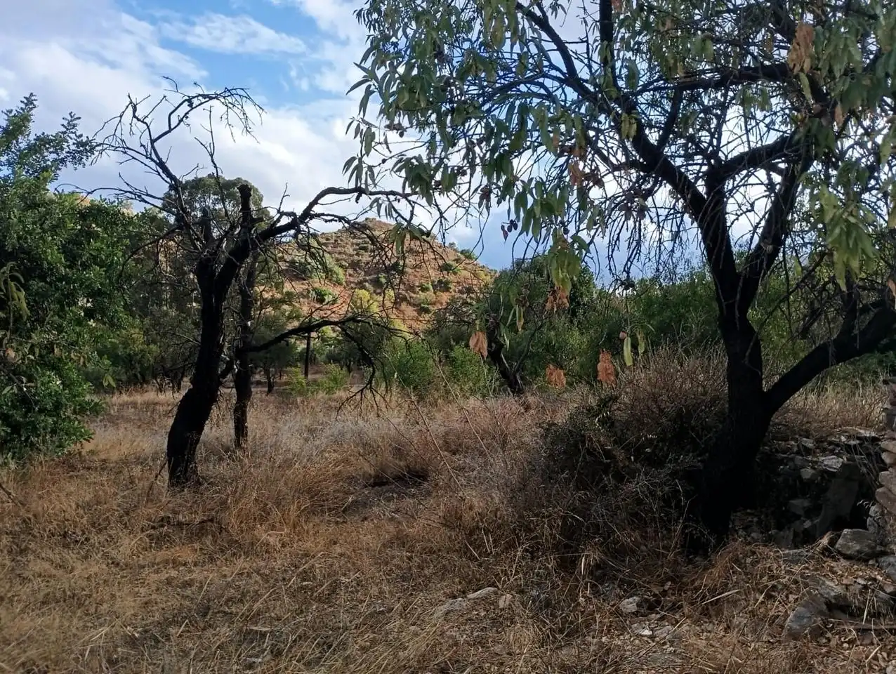 Finca rústica en venda en Bédar amb Jardí privat i Terrassa