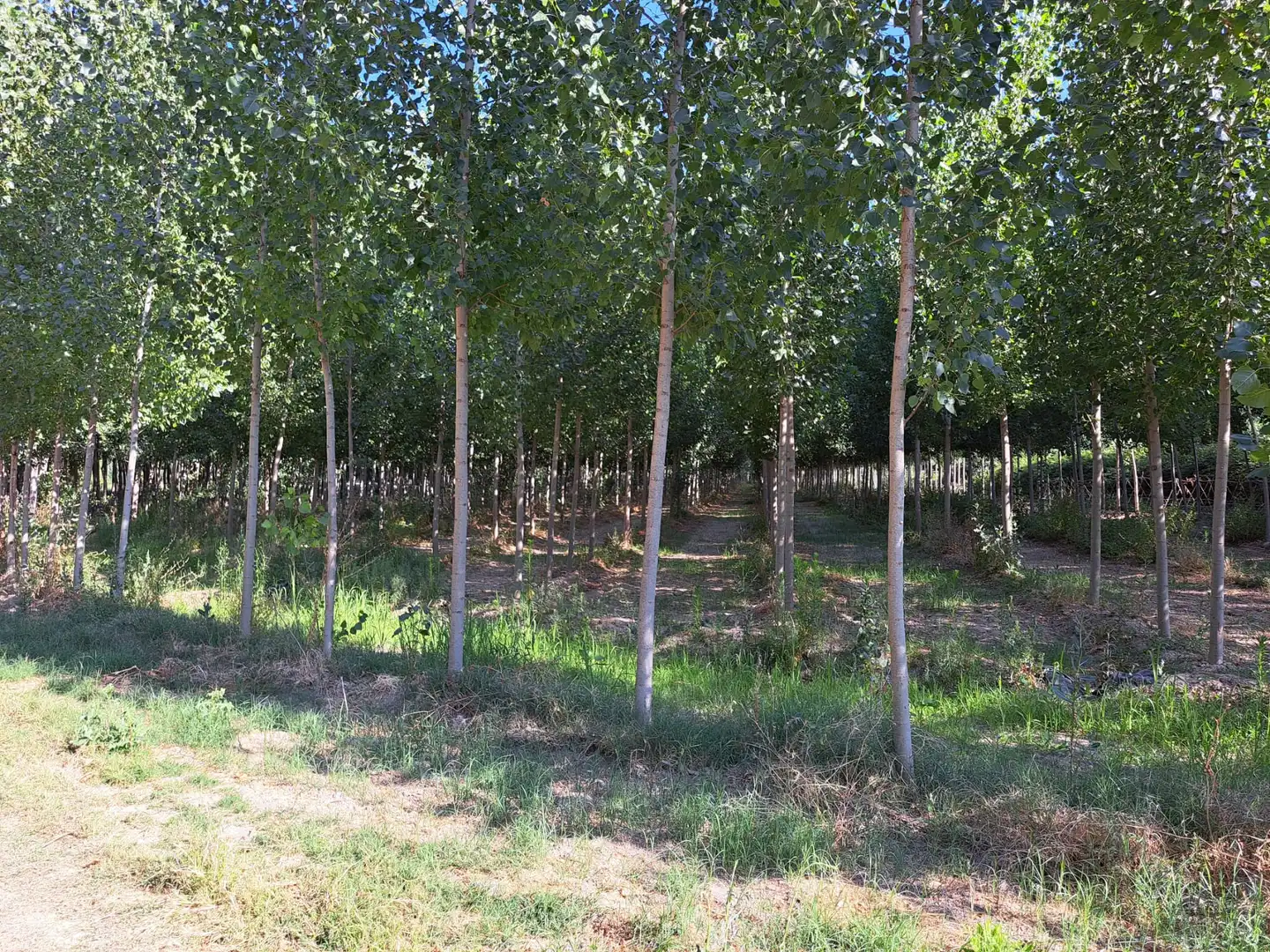 Land for sale in Fuente Vaqueros