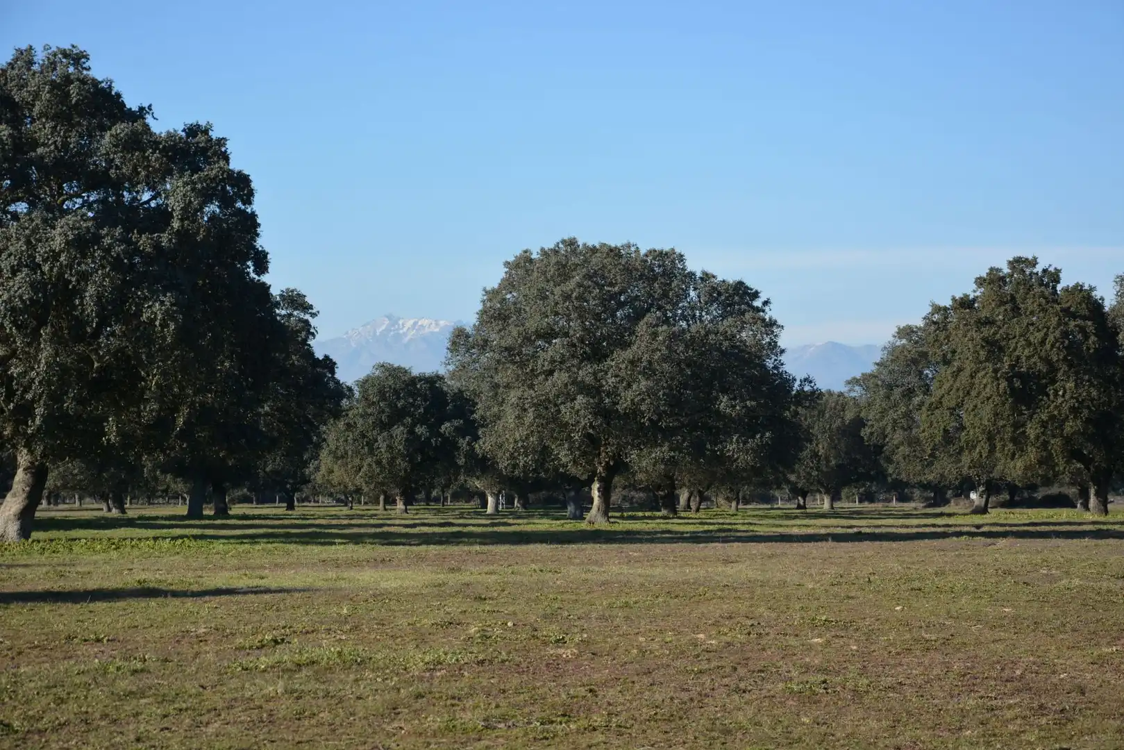 Grundstücke zum Verkauf in Torralba de Oropesa