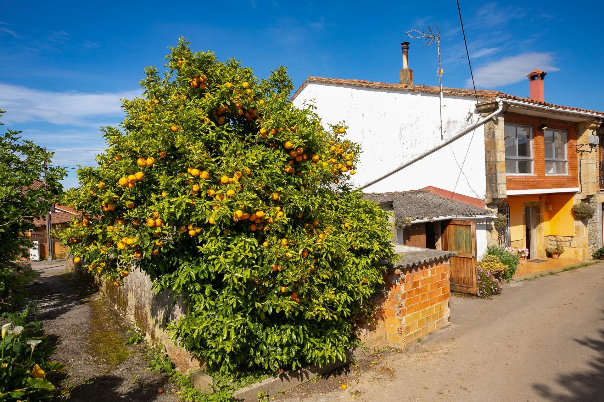 Exterior view of House or chalet for sale in Val de San Vicente   with Private garden